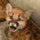 Illustration for article titled ZOMG BABY COUGARS!!! And A Little About the AZA
